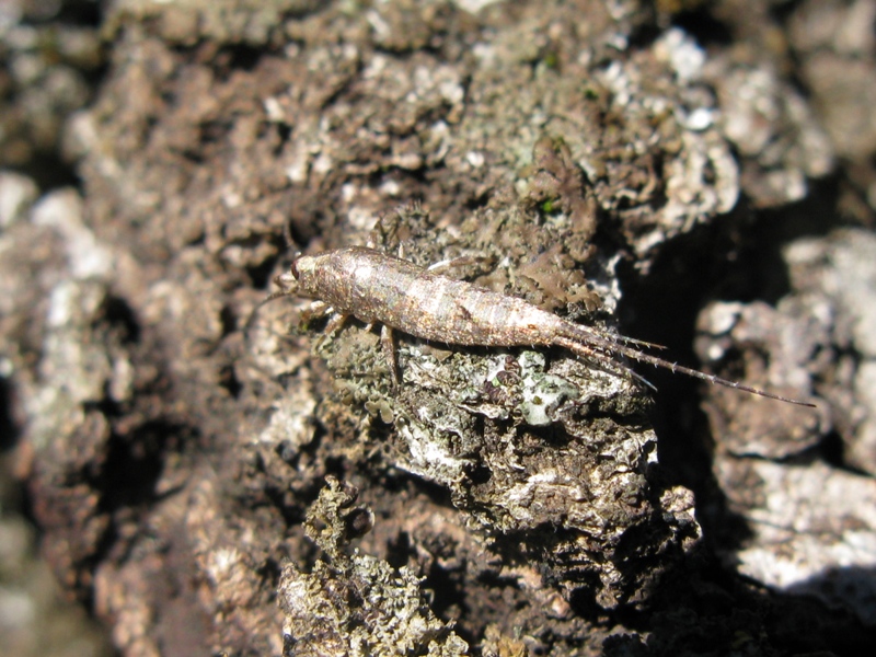 Machilidae da determinare? 3